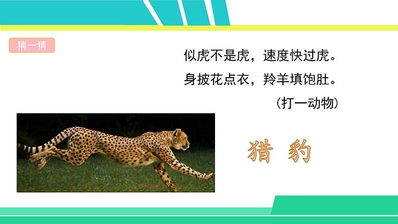 部编版五年级语文上册课件 第二单元 7什么比猎豹的速度更快02