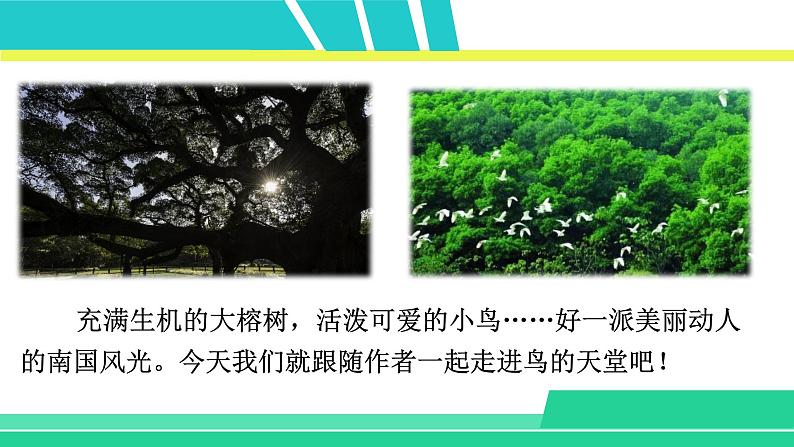 部编版五年级语文上册课件 第七单元 23 鸟的天堂02