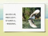部编版语文五年级上册《白鹭》课件PPT+教案