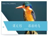 部编版语文三年级上册 教学课件_搭船的鸟1（第1课时）