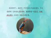 部编版语文三年级上册 教学课件_搭船的鸟2