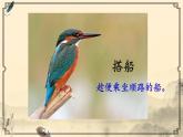 部编版语文三年级上册 教学课件_搭船的鸟3