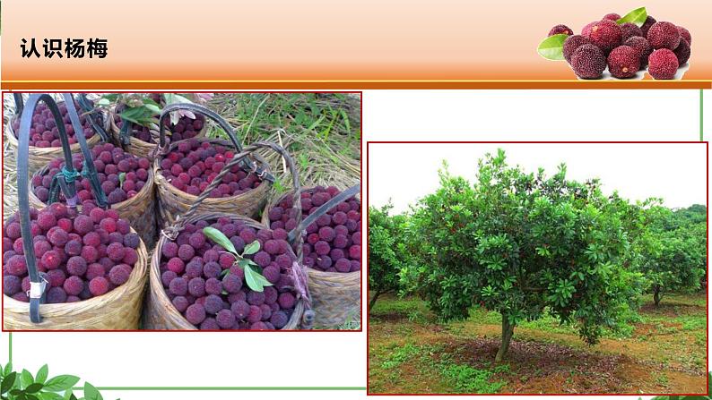 部编版语文三年级上册 教学课件_第五单元习作例文 我爱故乡的杨梅302