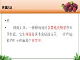 部編版語文三年級上冊 教學(xué)課件_第五單元習(xí)作例文 我愛故鄉(xiāng)的楊梅3