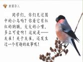 部编版语文三年级上册 教学课件_灰雀1（第1课时）