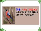 部编版语文三年级上册 教学课件_灰雀4