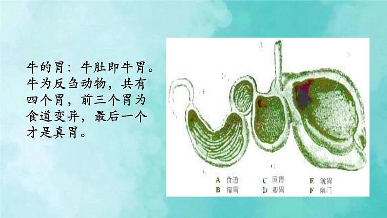 部编版语文三年级上册 教学课件_在牛肚子里旅行2（第1课时）第4页