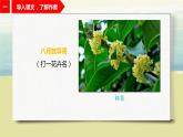 1.3《桂花雨》课件+教案+练习