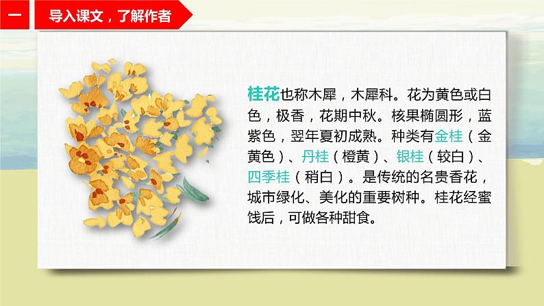 1.3《桂花雨》-课件第4页