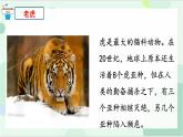 四年级语文上册-19一只窝囊的大老虎第一课时-部编版 课件