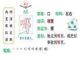 部编版语文二年级上册 1 小蝌蚪找妈妈 生字讲解 （课件）