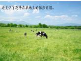 部编版四年级上册第一单元口语交际《我们与生活》课件+学案+教案30张PPT