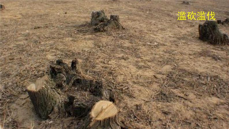 口语交际：我们与环境 课件 部编版语文四年级上册06