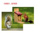 习作：小小“动物园” 课件 部编版语文四年级上册