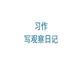 习作：写观察日记 课件 部编版语文四年级上册