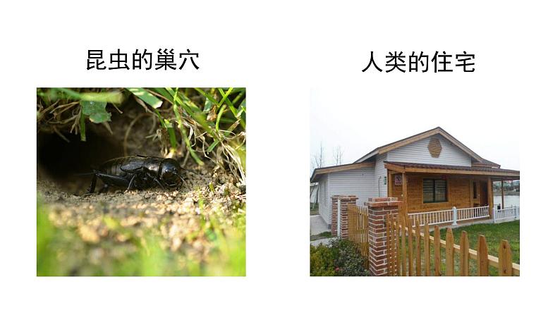 蟋蟀的住宅 课件 部编版语文四年级上册第6页