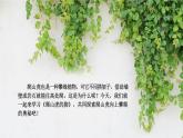 爬山虎的脚 课件 部编版语文四年级上册