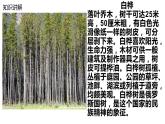 四年级语文下册课件-11 白桦5-部编版(共15张PPT)