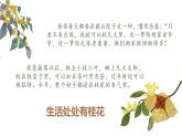 1.3《桂花雨》（第二课时）课件+教案