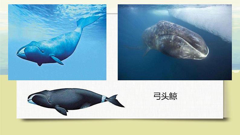 第一单元《口语交际：制定班级公约》课件+教案+练习02