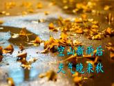 三年级上册《铺满金色巴掌的水泥道》　课件