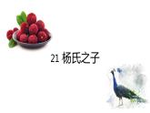 五年级下册 21 杨氏之子 课件