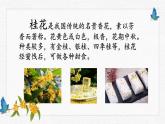 部编版语文五上第一单元《桂花雨》课件