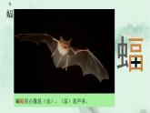课文6蝙蝠和雷达 精品PPT 趣味识字课件
