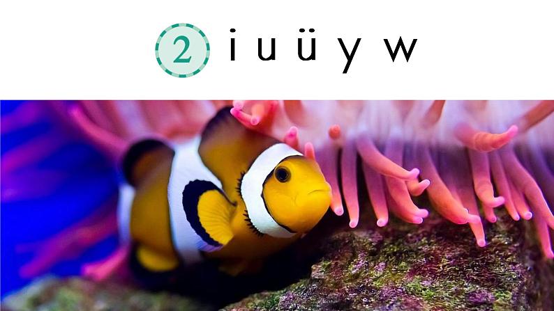 i u ü y w  课件  部编版语文一年级上册第7页