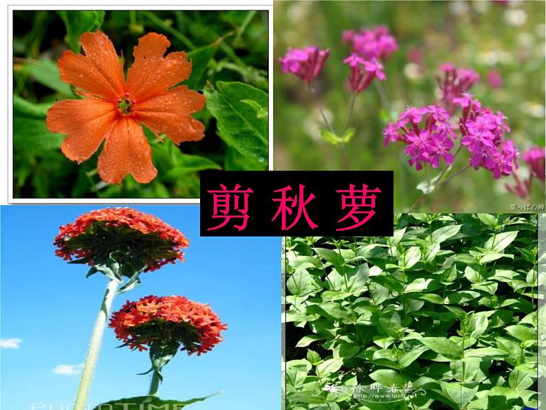 3.花牛歌教学课件第3页