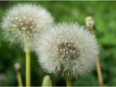 部编版二年级语文上册--3《植物妈妈有办法》课件