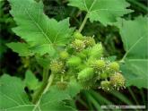 部编版二年级语文上册--3《植物妈妈有办法》课件