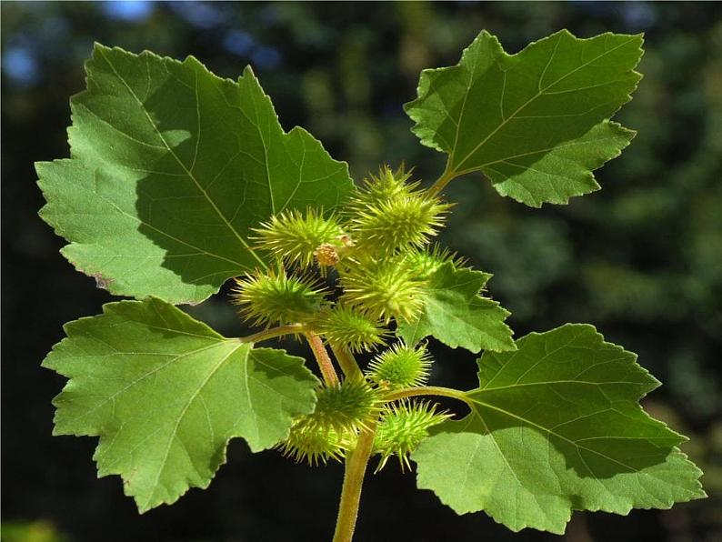 部编版二年级语文上册--3《植物妈妈有办法》课件06