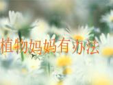 部编版二年级语文上册--3《植物妈妈有办法》课件2