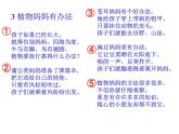 部编版二年级语文上册--3《植物妈妈有办法》课件2