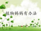 部编版二年级语文上册--3《植物妈妈有办法》课件1