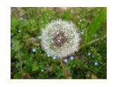 部编版二年级语文上册--3《植物妈妈有办法》课件1