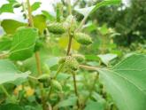 部编版二年级语文上册--3《植物妈妈有办法》课件1