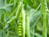 部编版二年级语文上册--3《植物妈妈有办法》课件1