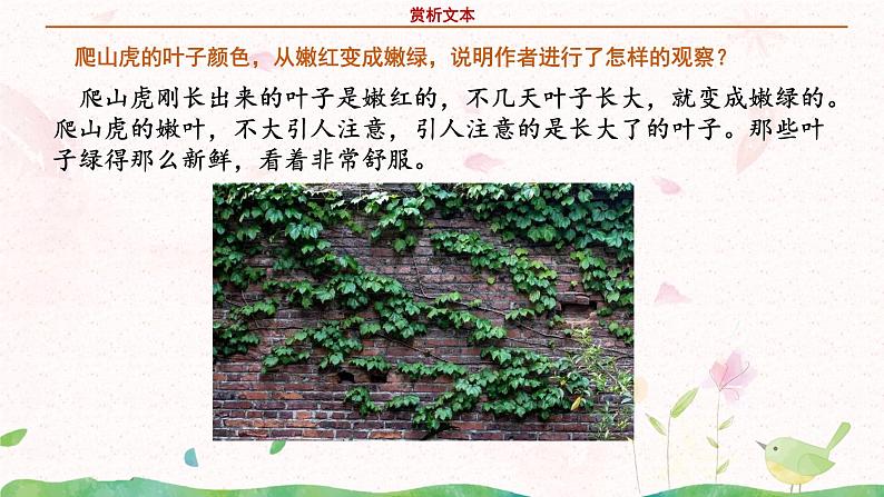部编版语文四年级上册《爬山虎的脚》第二课时课件PPT+教案07