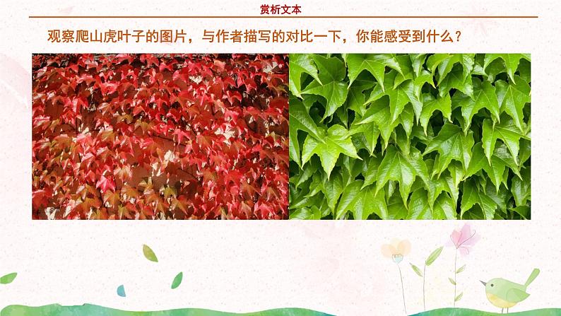 部编版语文四年级上册《爬山虎的脚》第二课时课件PPT+教案08