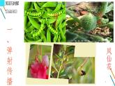 二年级上册语文教学课件-3.植物妈妈有办法61-部编版(共12张PPT)