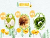 二年级上册语文教学课件-3.植物妈妈有办法7-部编版(共19张PPT)