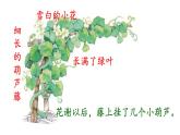 二年级上册语文教学课件-14.我要的是葫芦6-部编版(共19张PPT)