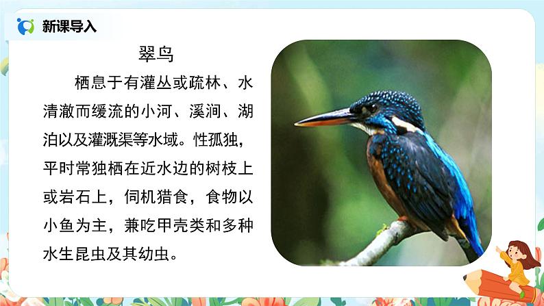 《搭船的鸟》课件+教案+练习03