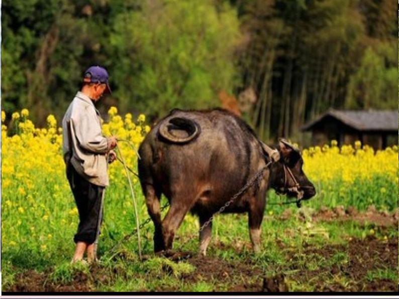 部编版二年级语文上册--《语文园地七》课件4第3页