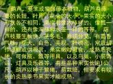 部编版二年级语文上册--14《我要的是葫芦》课件3