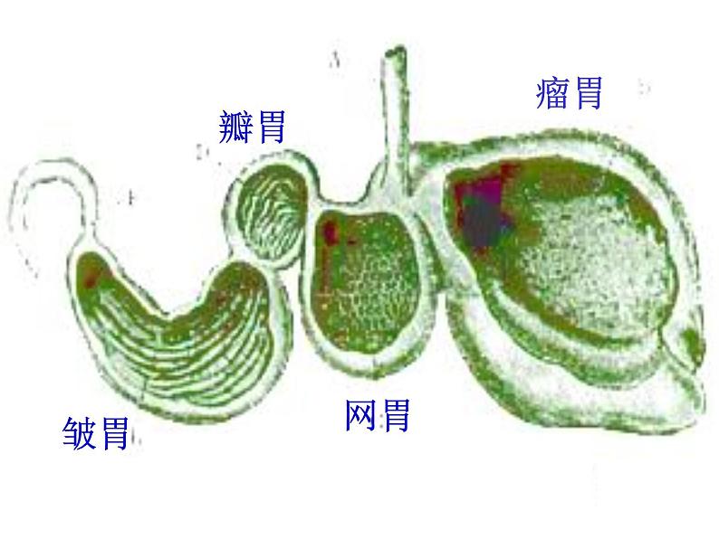 部编版三年级语文上册--10.在牛肚子里旅行-课件06