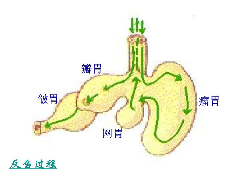 部编版三年级语文上册--10.在牛肚子里旅行-课件106