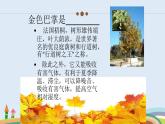部编版三年级语文上册--5.铺满金色巴掌的水泥道-课件1